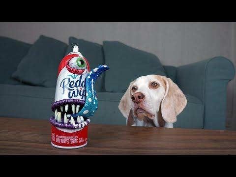 Dogs vs Annoying Whipped Cream Prank! Funny Dogs Maymo & Potpie