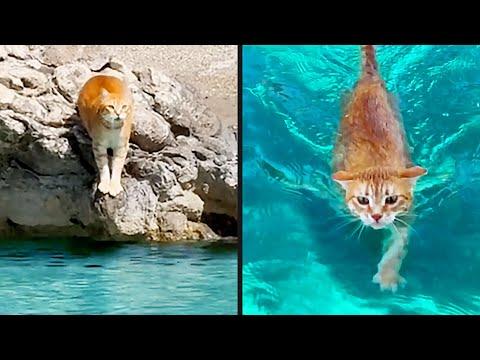 They Forgot They Were a Cat #Video