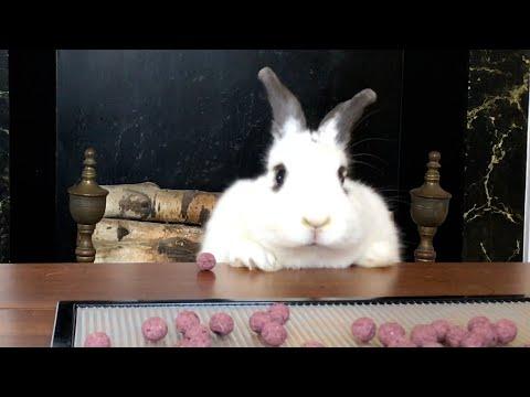 Rampage Rabbit has a SNACK ATTACK | Funniest Pets of the Week #Video