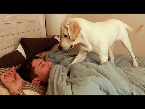 How My Labrador Puppy Wakes Me Up... Video.