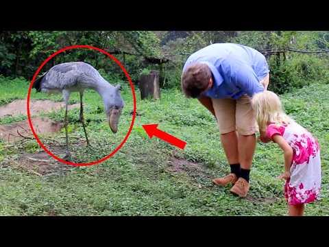 Animals Can Be More Polite Than Humans... Nobody Told Me! #Video