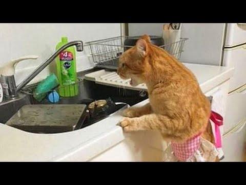 When a 200IQ Cat Enters Your Life! #Video