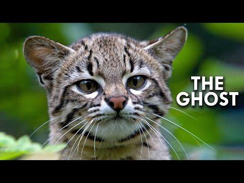 Salt Cat: The Ghost of South America #Video