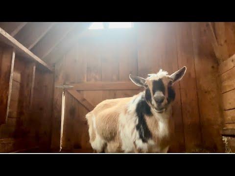 Snowy morning breakfast with goats #Video