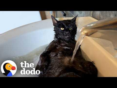 Cat Who Can’t Groom Himself Falls Asleep During Bath Time #Video