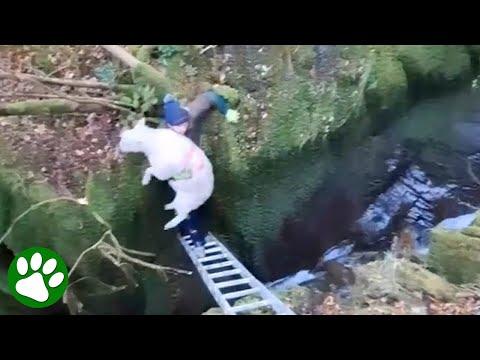 Daring rescue of sheep stuck in ravine #Video