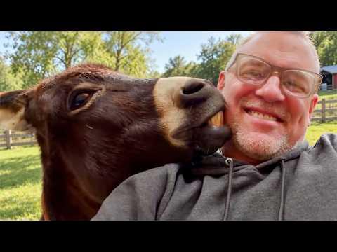 When Animals Are Completely Obsessed and Rush to Their Humans! #Video