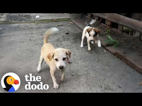 Woman Rushes In To Save Puppy From Excavator At Junkyard #Video