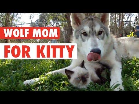 Are You My Mother? || Wolf Mother For Kitten