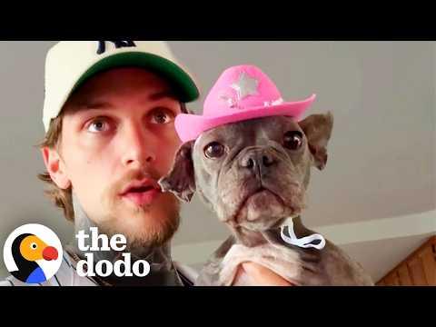 Watch This Senior Frenchie Get Loved Back To Life #Video