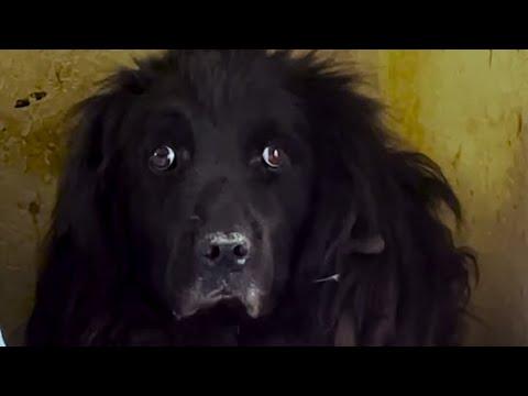 Fluffy Dog Spent 6 Years Living In The Corner Of This House #Video