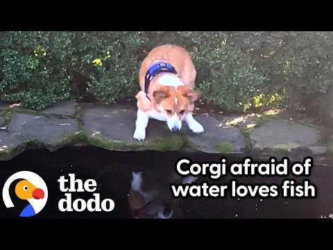 Corgi Is Obsessed With Koi Pond #Video