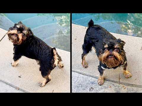 He Takes His Job Very Seriously | YOUR Daily Dose of Pets #Video