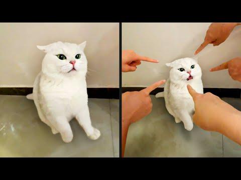 He Accepted His Fate | YOUR Daily Dose of Pets #Video