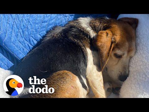 Couple Drives Hours To Rescue Senior Beagle Given Away On Facebook #Video