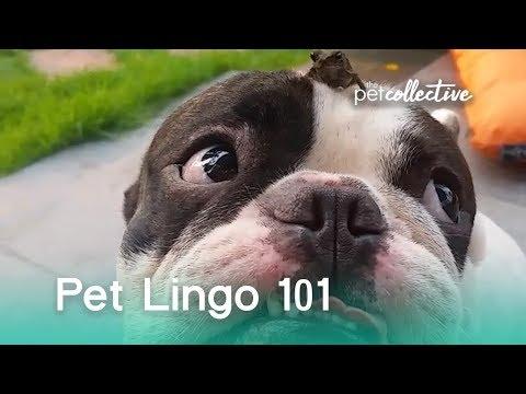 Pet Lingo 101