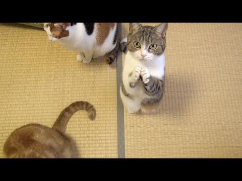 Cute Cat Begging For Fish Treats