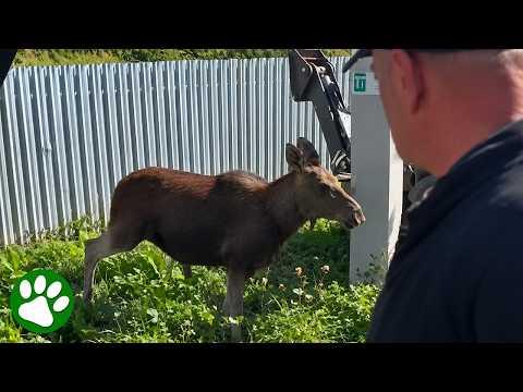 This Baby Moose Was Trapped in a Well… Watch the Moment He’s Finally Free! #Video