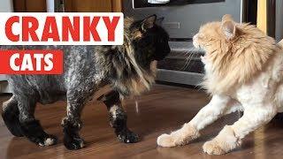 Cranky Cats Compilation