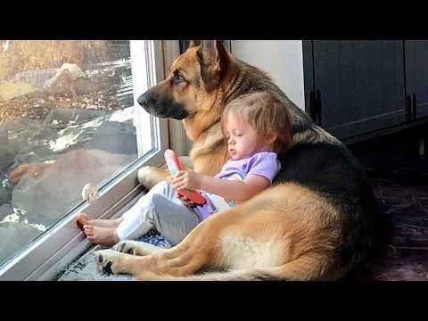 Huge German Shepherds Are The Best Nannies In The World #Video