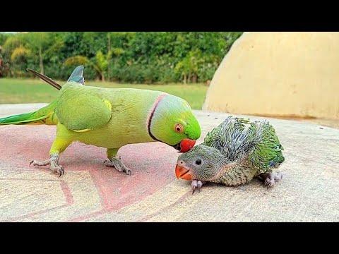 Talking Ringneck Parrot Greeting Baby Parrot #Video