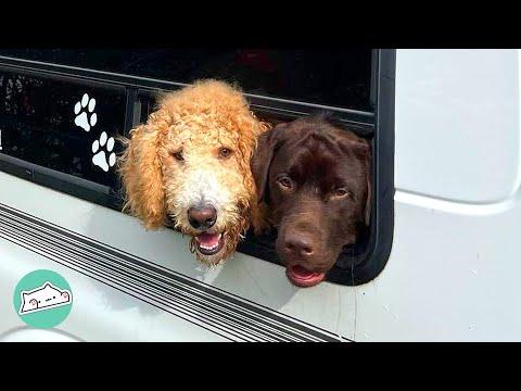 Couple Bought a Puppy Van and Takes Dogs for Mountain Hikes  #Video