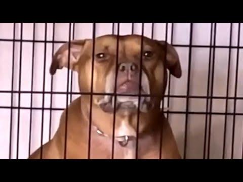 The moment caged dog realizes she's free #Video