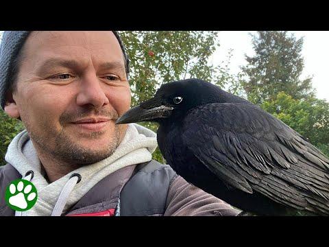 Crow visits human family every day #Video