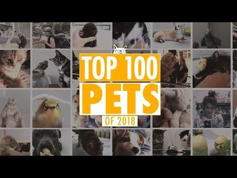 Best Pets Of The Year 2018 | Part 1