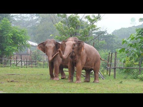 Elephant Friendships Are Forming! Under The Rain Falls- ElephantNews #Video