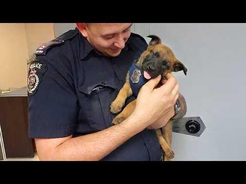 First Day as a Police Dog Did NOT Go Well... #Video