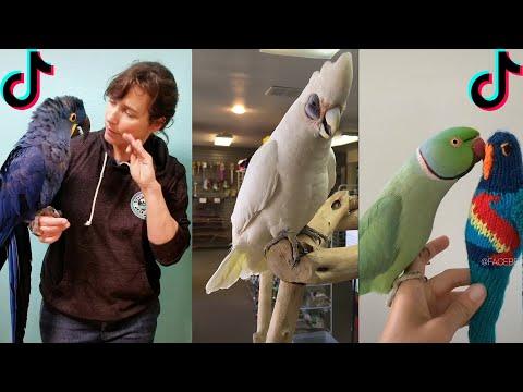 BIRDS TALKING LIKE HUMANS #Video