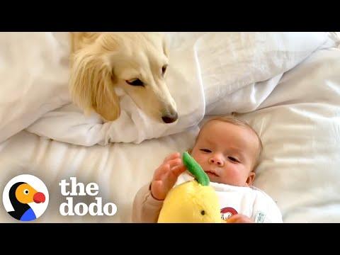 Tiny Dachshund Becomes Big Sister To Human Babies #Video