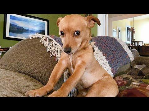 This FUNNY PUPPY Will Turn Your Day Around #Video