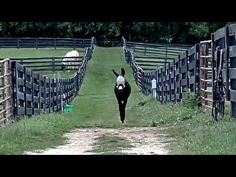 Donkey cries when people don't say hi to him #Video