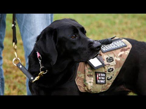 Veteran and Cute Pup Heal Together #Video