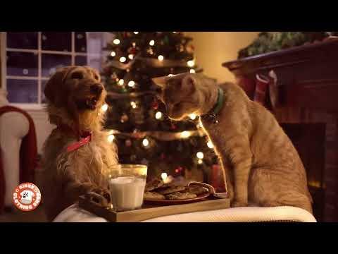 Christmas with Cat and Dog | The Binge | Christmas Ad 2022 #Video