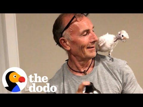 Parrot Loves Annoying Her Dad #Video