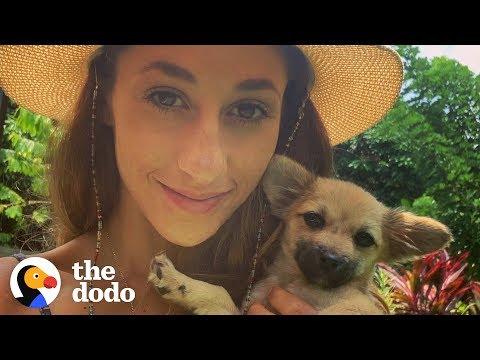 This Woman On Vacation Stopped Everything to Save a Sick Puppy in Bali | The Dodo