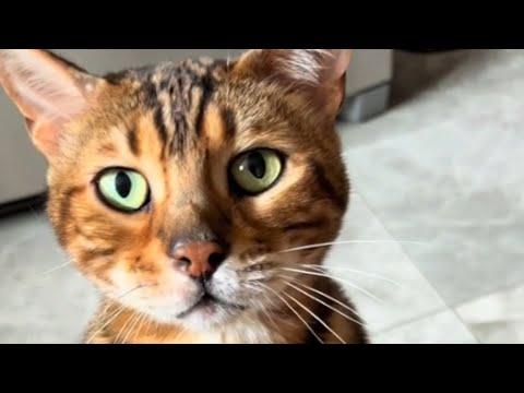 Woman adopts cat, then comes the big surprise #Video