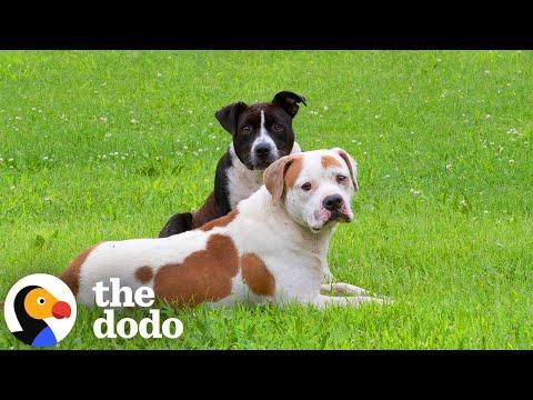 Pregnant Pittie Gets Rescued With Both Of Her Boyfriends