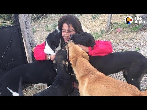 Woman Gives Up Everything To Save All The Stray Dogs