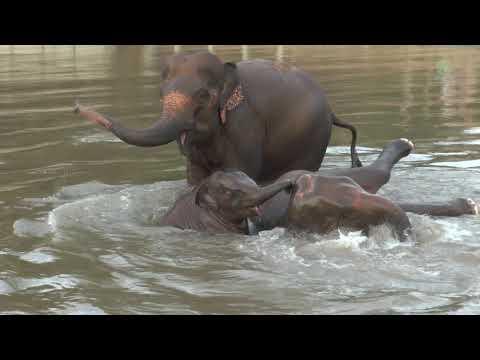 Baby Elephant And Parents Make A Happy Noise While In The River - ElephantNews #Video
