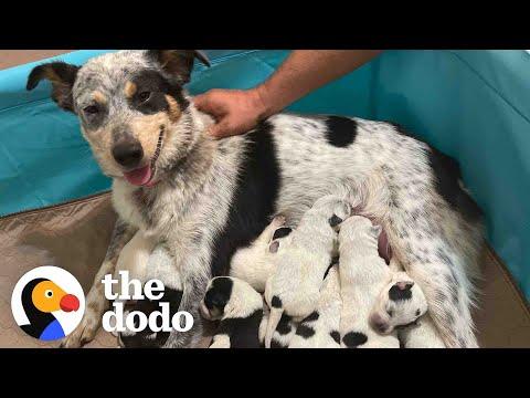 Pregnant Foster Dog Surprises Everyone With Her Tenth Puppy #Video