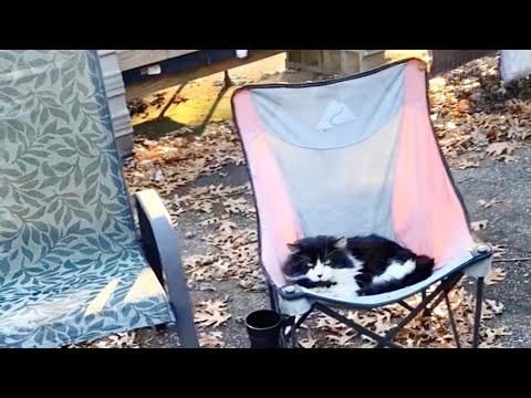 Woman Tries To Win Over Stray Cat However She Can #Video