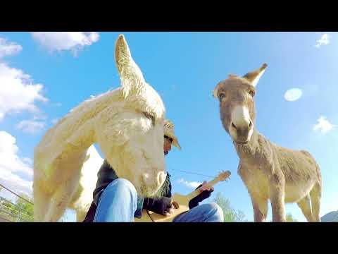 Two donkeys loving live music animals Love music #Video