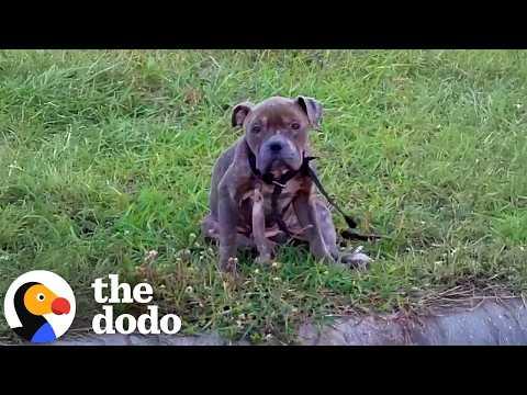 Skinny Pittie Puppy Poisoned With Ibuprofen Is The Nicest Boy #Video