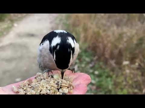 Hand-feeding Birds in Slow Mo - Downy Woodpecker #Video