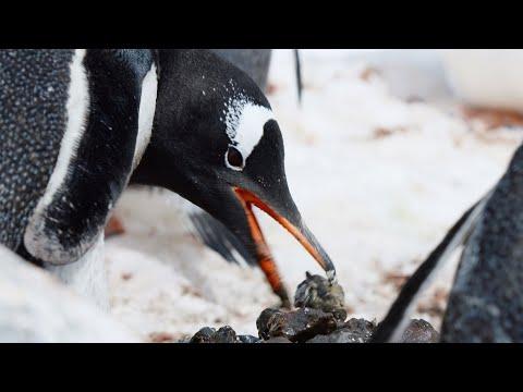Gentoo Penguins Build Love Nests! | Penguin Post Office | BBC Earth