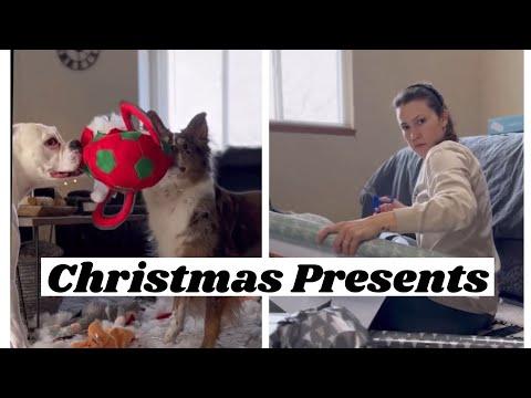 Wrapping Your Dogs’ Christmas Gifts - Layla The Boxer #Video